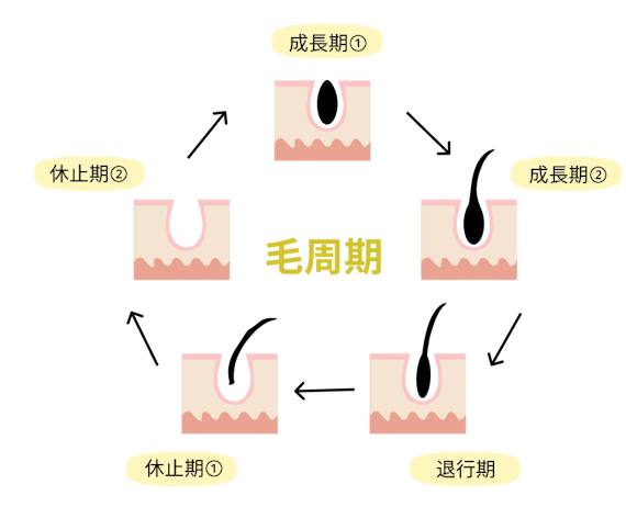毛周期の図1